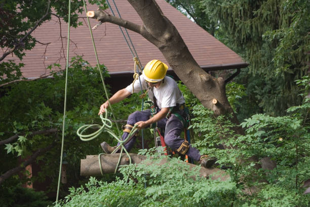 Best Tree Trimming and Pruning  in Hartwell, GA